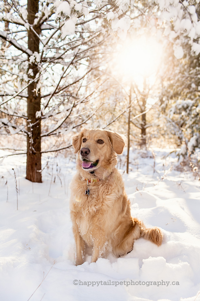 Lowville Park winter pet photography with Golden Retriever dog in the snow photo