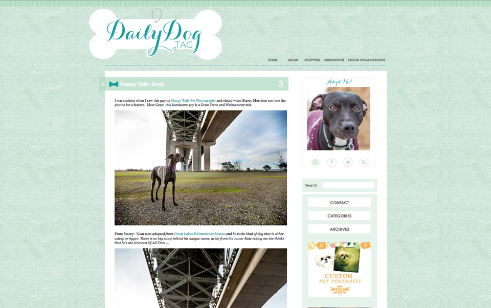 Burlington Ontario pet photography of weimaraner Goat featured on The Daily Dog Tag blog photo.