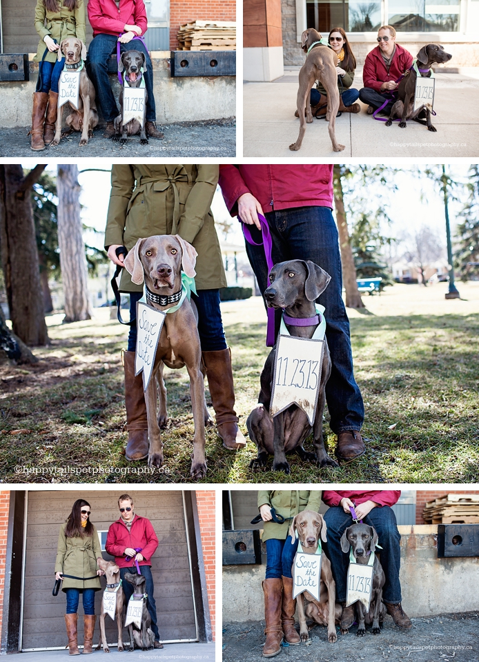 Modern Toronto engagement photography with dogs photo.