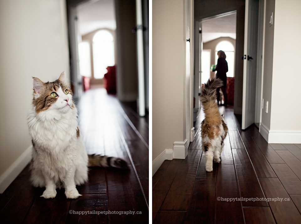 Lifestyle pet photography in Waterloo Ontario home.