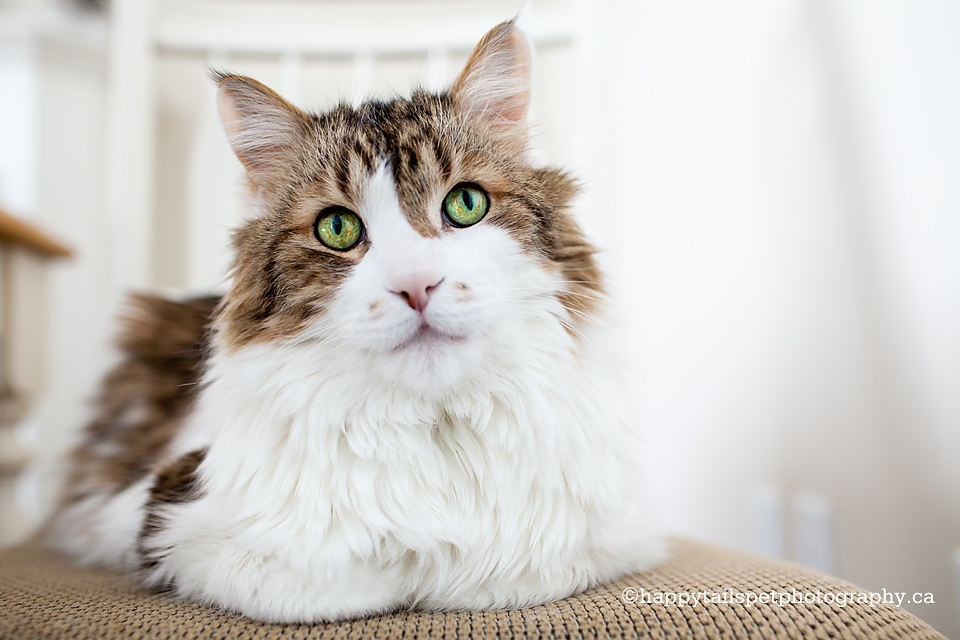 Pet portrait of terminally ill cat by Happy Tails Pet Photography photo.