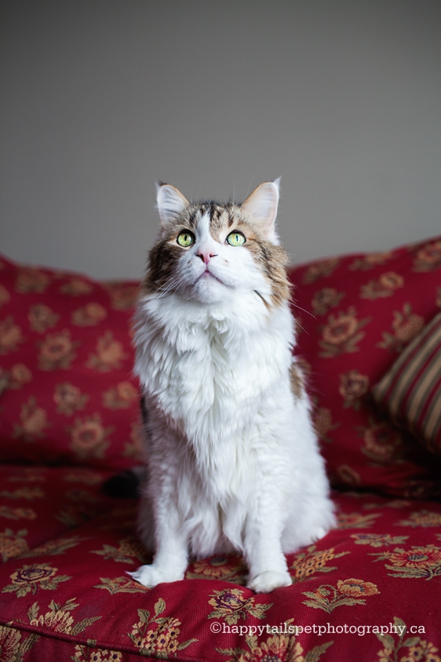 Pet portrait of Maine coon cat on red floral couch.