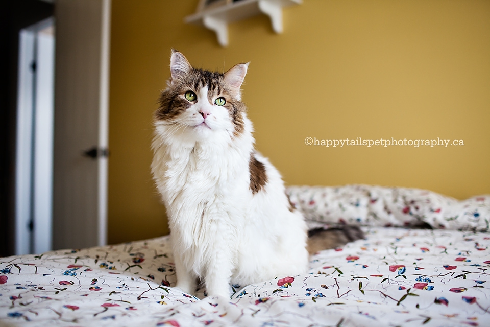 Long-haired Maine Coon cat portrait with natural light in sunny yellow room.