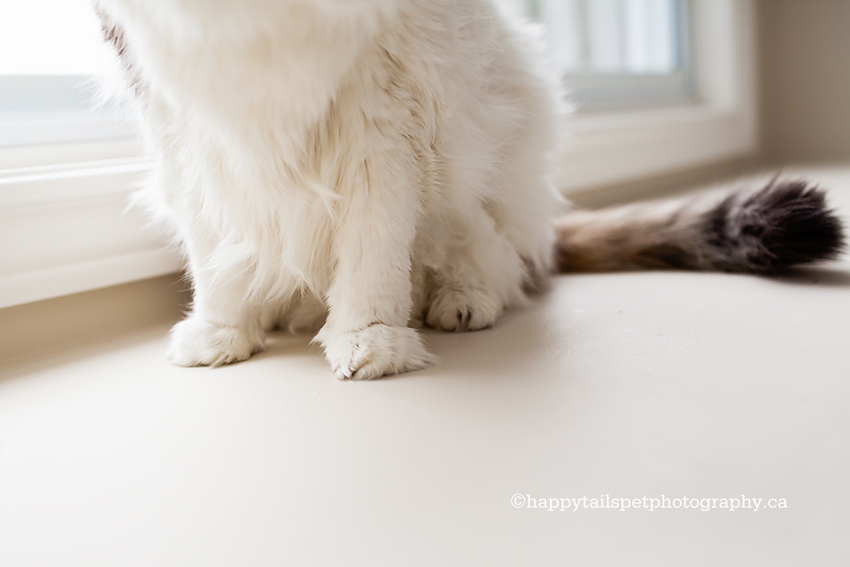 Cute fuzzy cat feet on a window ledge photo.