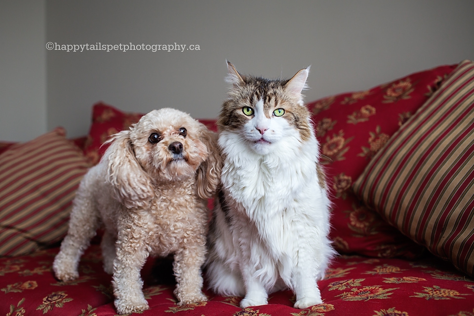 Waterloo pet photography of dog and cat friends photo.