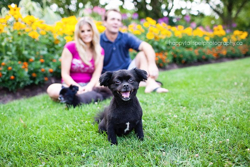 A couple with two black pomeranian dogs in a colourful flower garden in Oakville, Ontario.