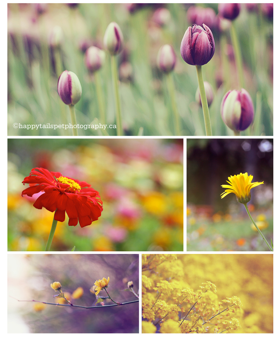 photo collage of spring and summer flowers 