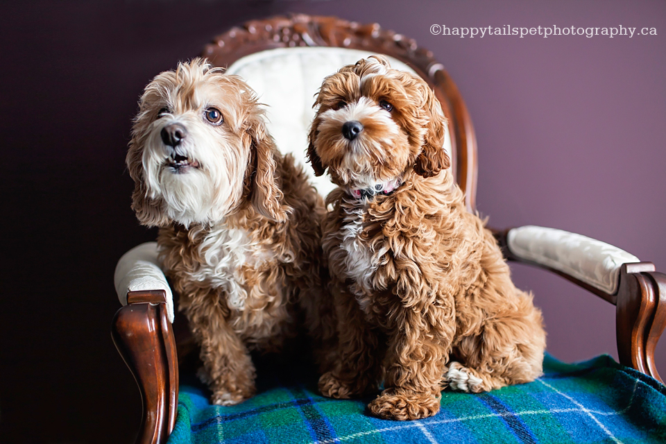 A puppy and senior cockapoo dog sit on a formal antique chair for pet photography in Waterloo photo.