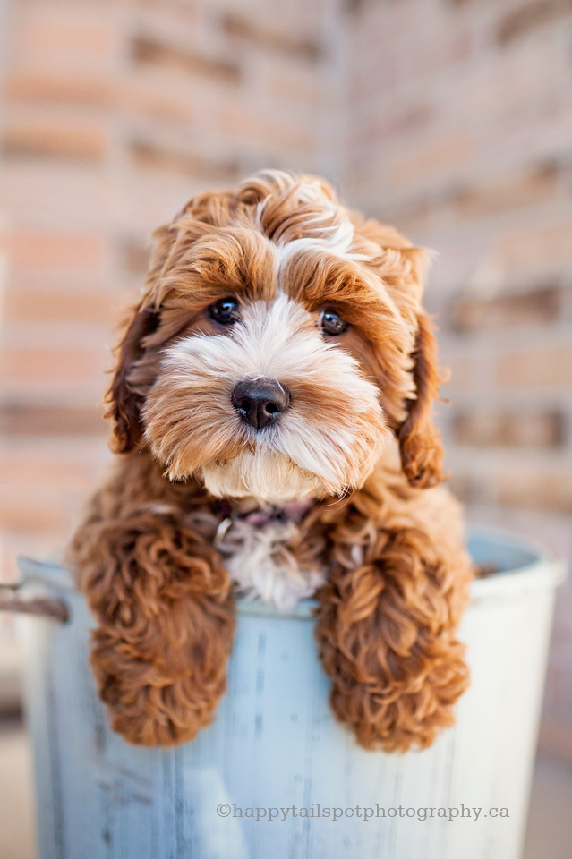 Puppy in a vintage bucket photo. Waterloo Ontario dog photography.