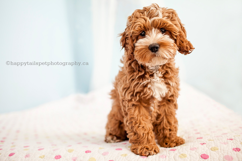 Natural light dog photography in Waterloo home photo.