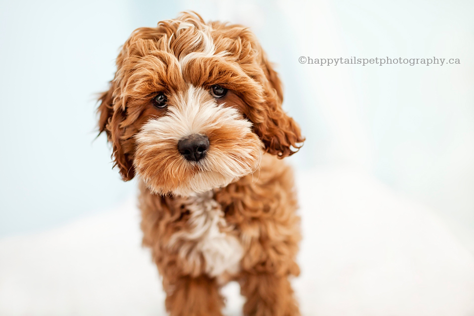 Adorable cute puppy poses for a professional dog portrait.