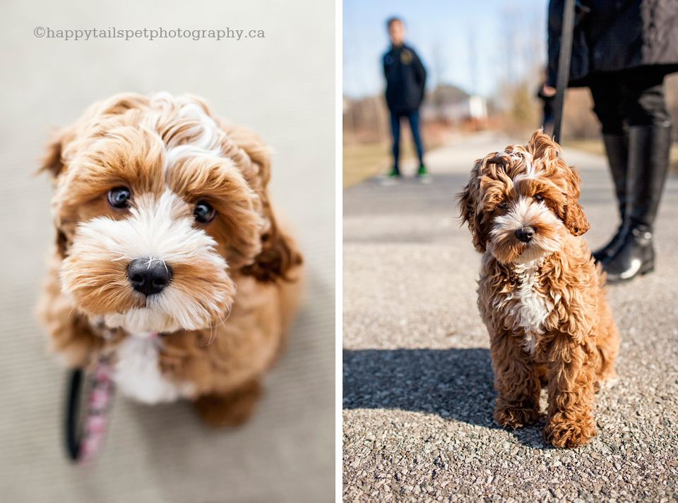 Natural outdoor dog photography of puppy on a path in Waterloo photo.