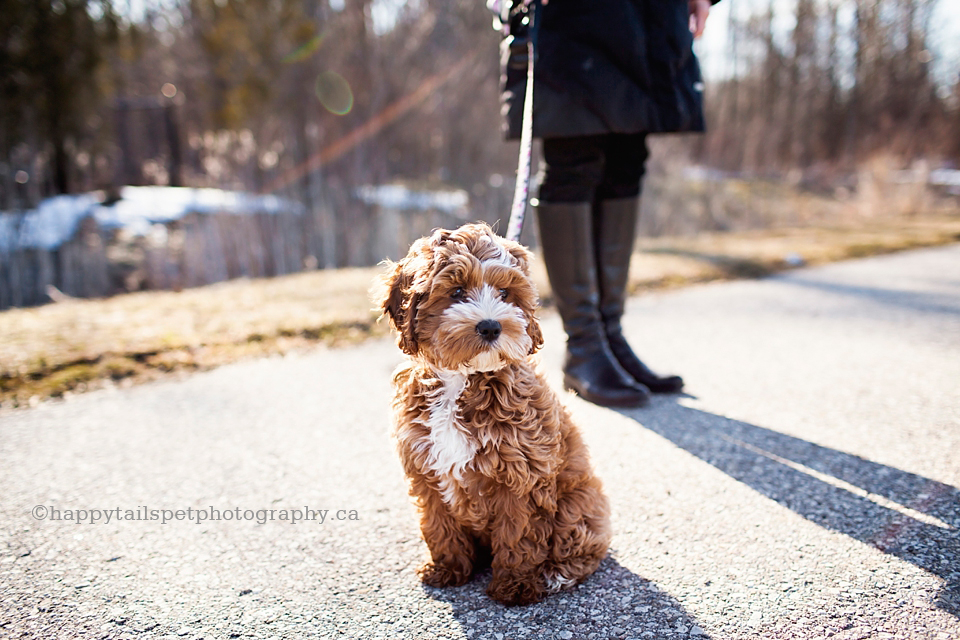 Spring Ontario dog photography of puppy on a leash photo.