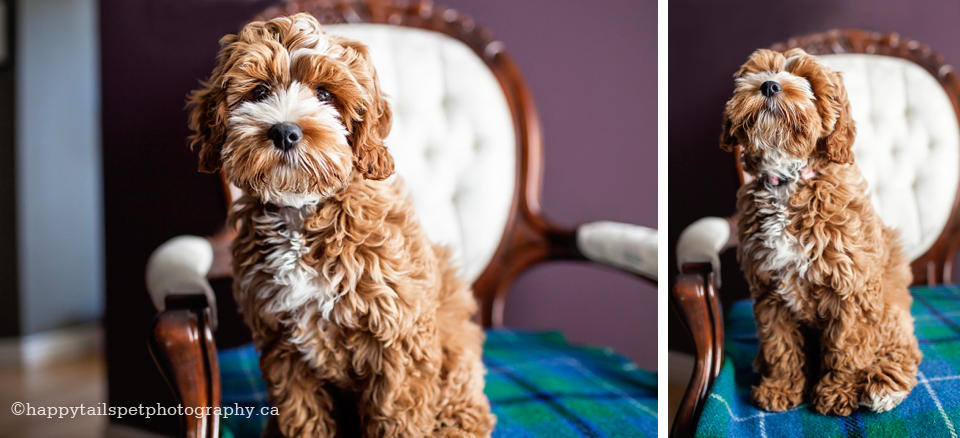 Modern dog portrait on vintage antique chair photo.