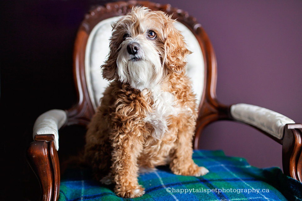 Senior pet photography in Waterloo Ontario photo.