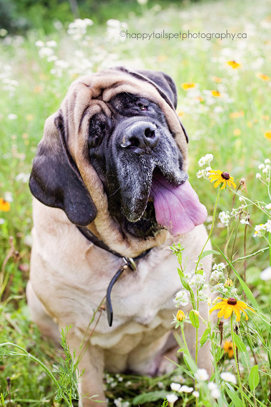 Pet photography of a mastiff dog in an Ontario wiildflower field.