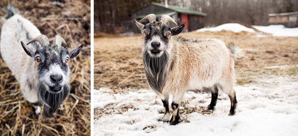 Friendly pygmy goat portrait by Ontario pet photographer on a rural Guelph farm photo.