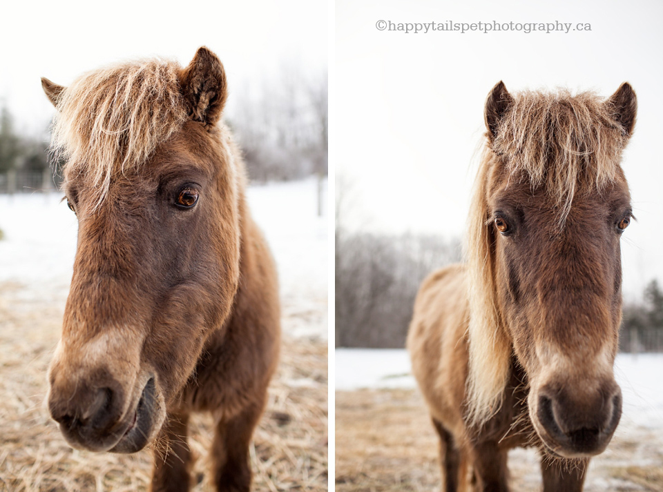 A smiling portrait of a horse in a countryside barn yard photo.