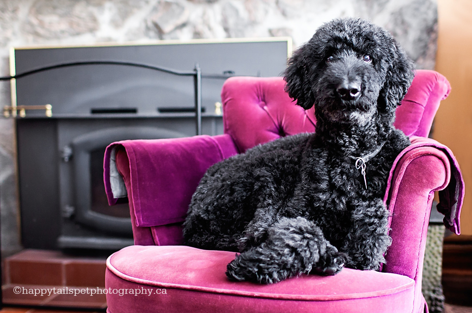 Professional pet portrait of black poodle in colourful chair by Guelph, Ontario dog photographer.