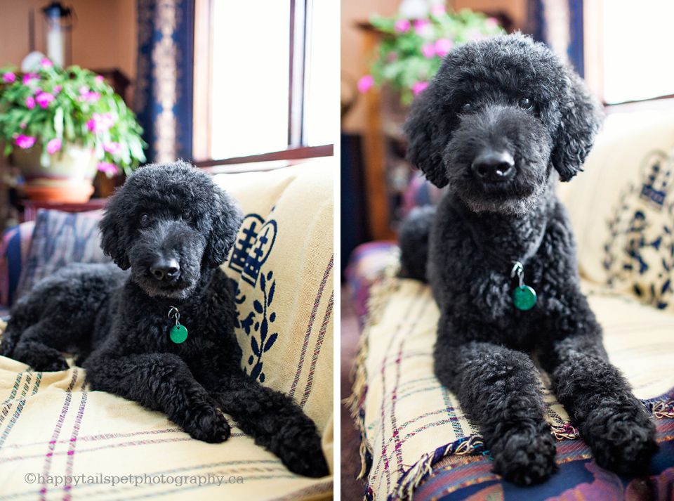 Relaxed lifestyle pet photography on a rustic farm in Ontario.