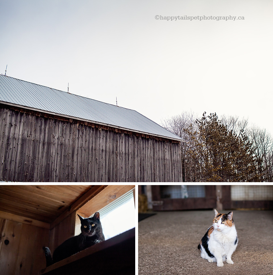 Barn and barn cats, Guelp pet photography photo.