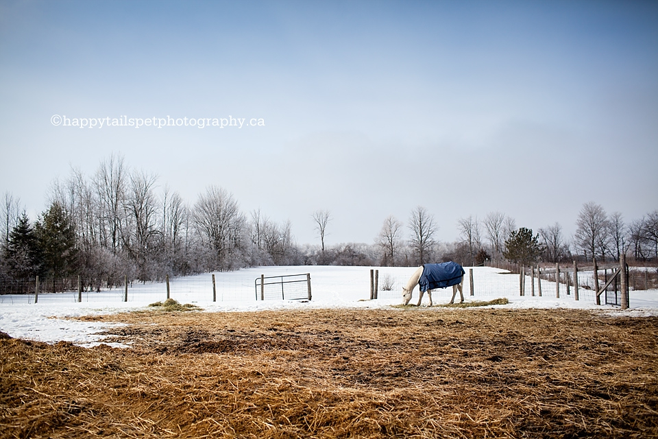 A peaceful and scenic farmyard with snow and a grazing white horse in morning light photo.