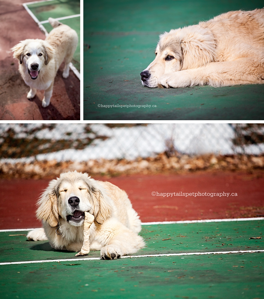 Bernese Mountain Dog and Great Pyrenees mix puppies playing and chewing a bone on a tennis court photo.