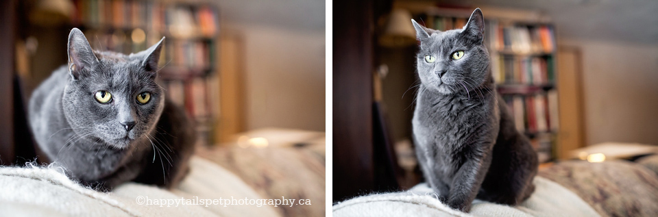 Natural light photography of a grey cat in a cozy home library photo.