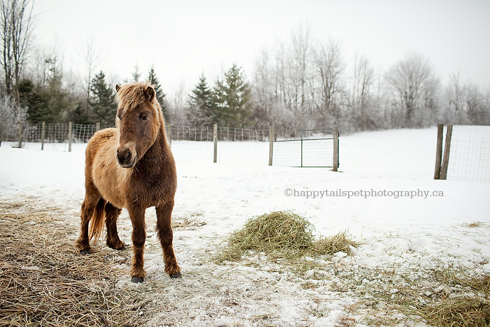 A pony in a winter field on a frosty morning at a rural farm in Guelph, Ontario.