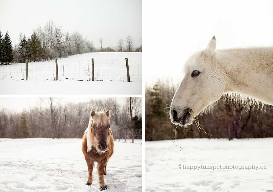 A white horse in a snow covered farm pasture with morning light in rural Ontario photo.