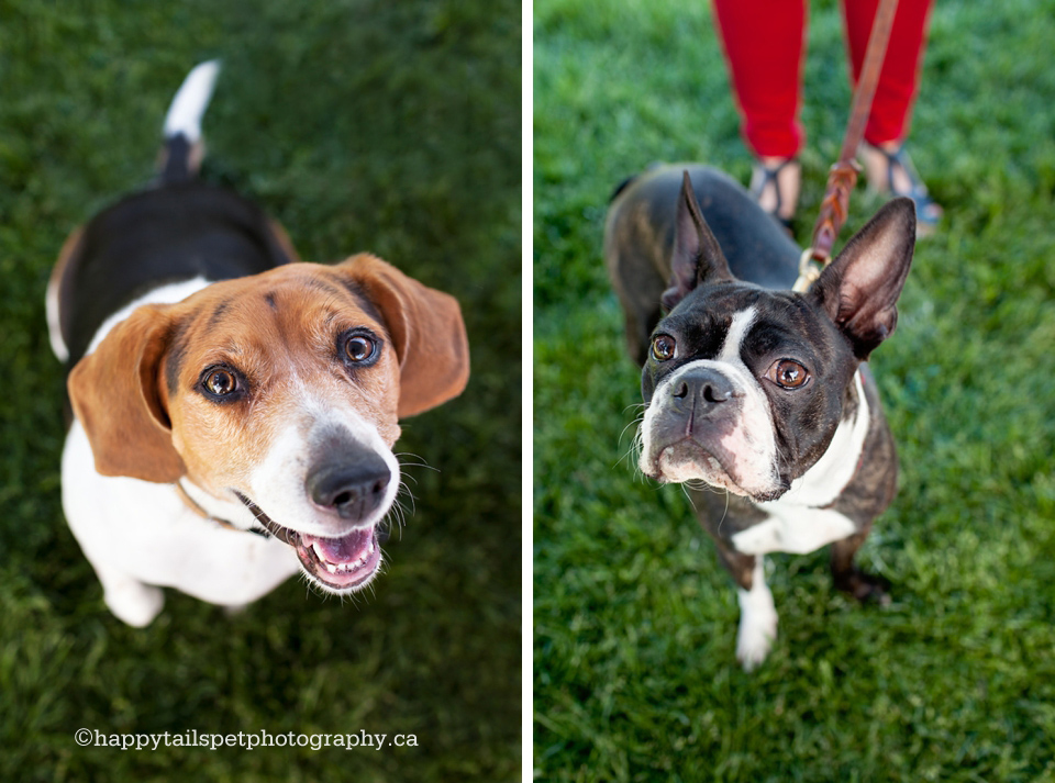 Dog portraits to raise money for the Burlington Humane Society.