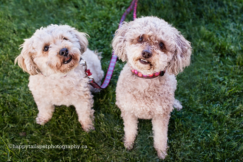 Burlington pet photography booth at Arfmazing Race charity photo.