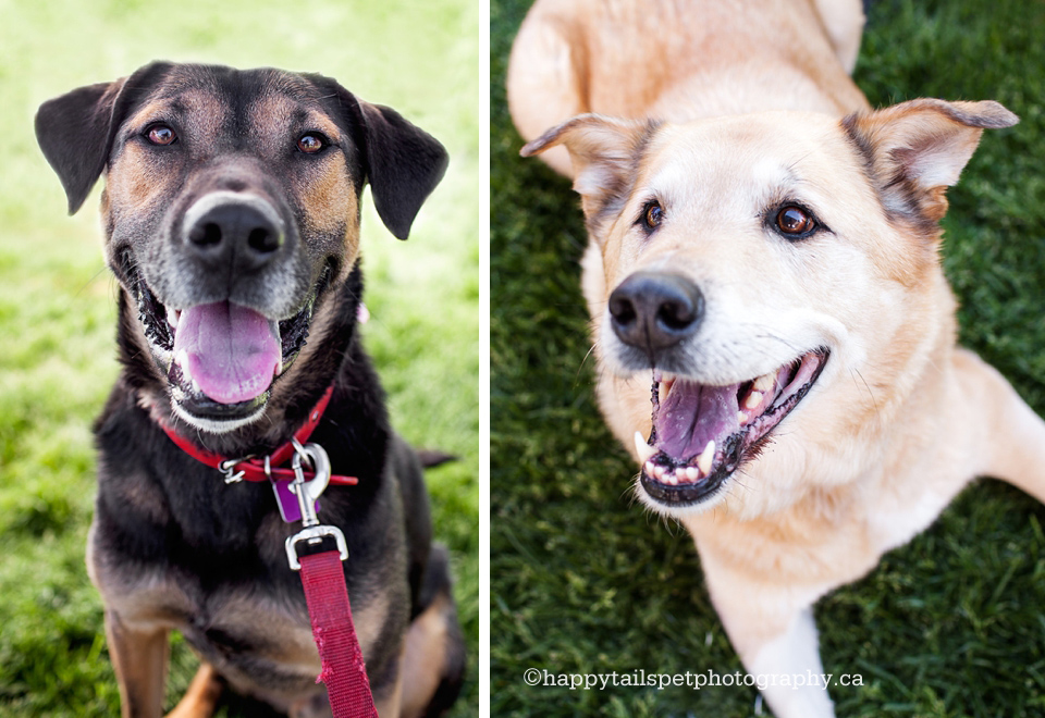 Dog portraits for donation to Burlington Humane Society.