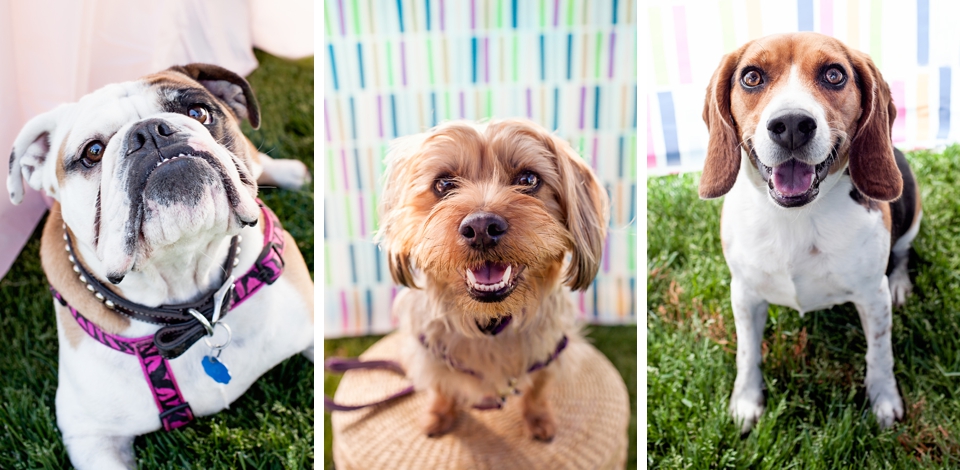 Pet photography photo booth for charity in Ontario.