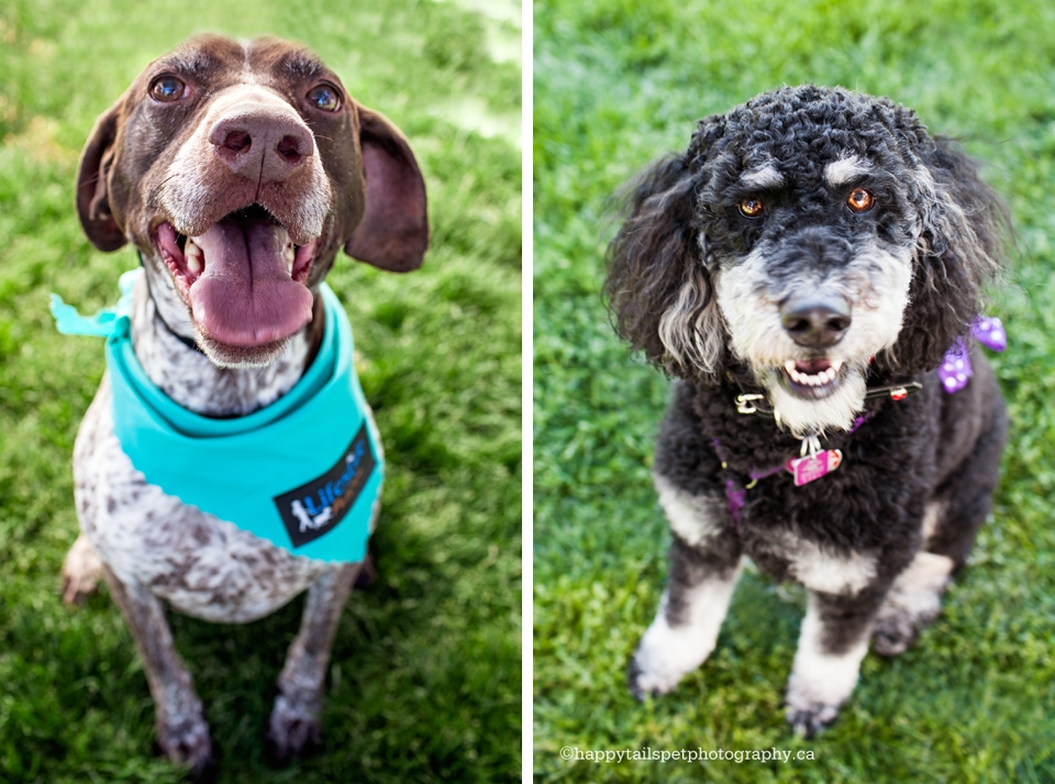 Charity dog photo booth for Arfmazing Race fundraiser for Burlington Humane Society photo.