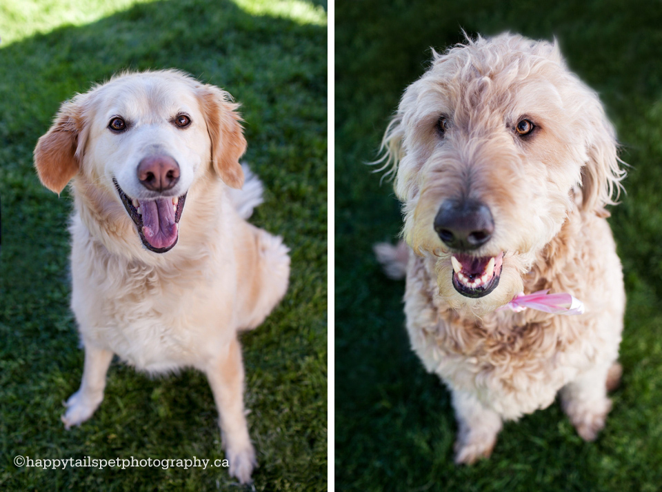 Volunteer Burlington pet photography photo.