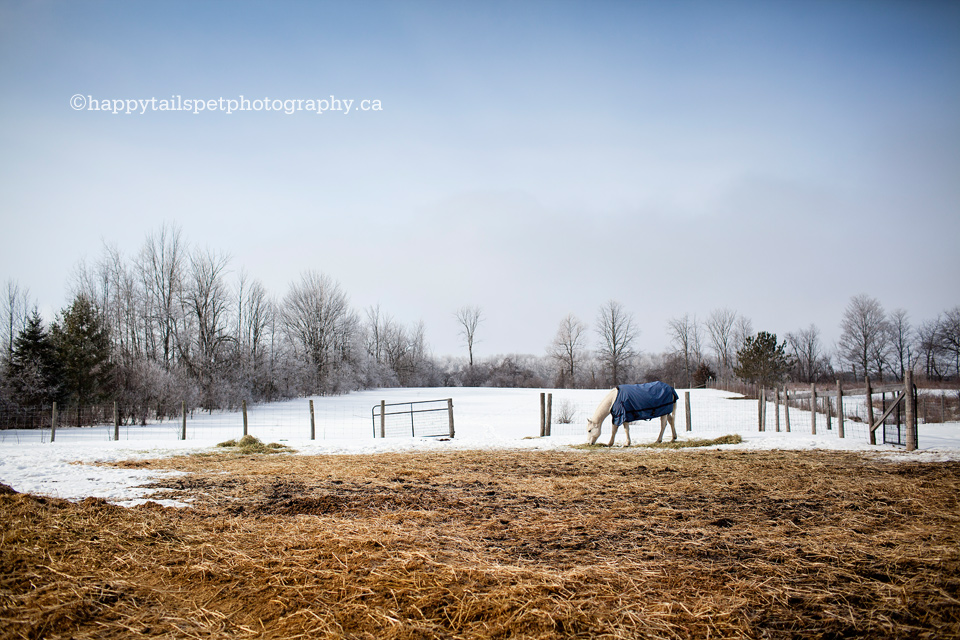 rustic farm in the countryside | guelph pet photography