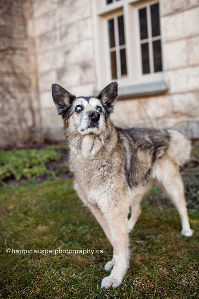 Outdoor senior dog photography by Milton, Ontario, pet photographer photo.