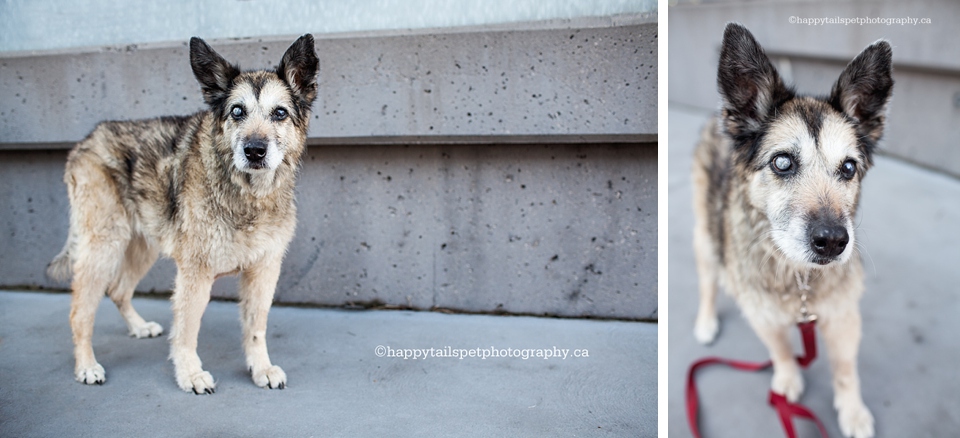 Urban dog photography of senior husky in downtown Milton, Ontario.