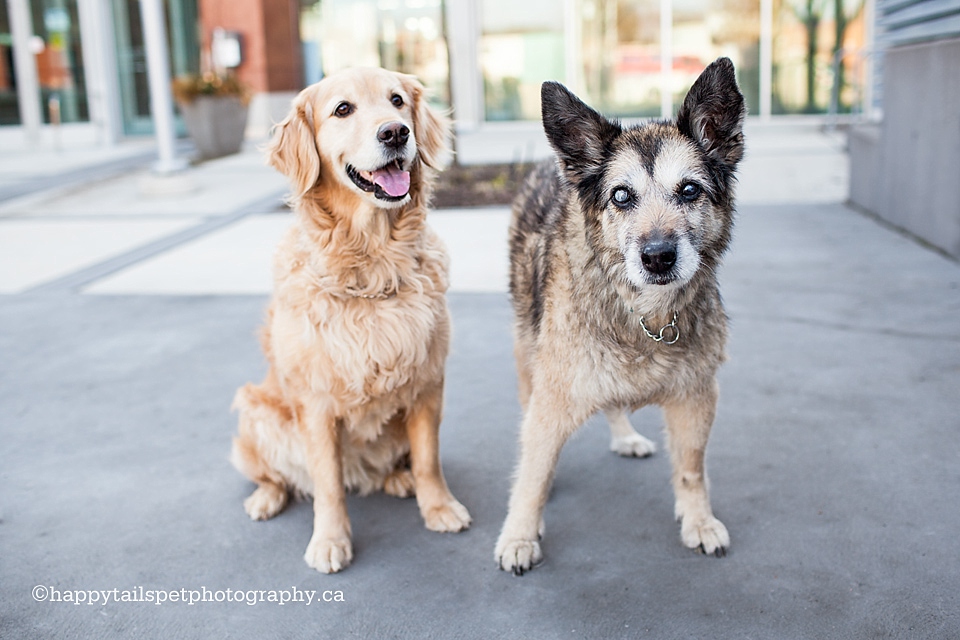 Golden retriever and husky dog sisters photo.