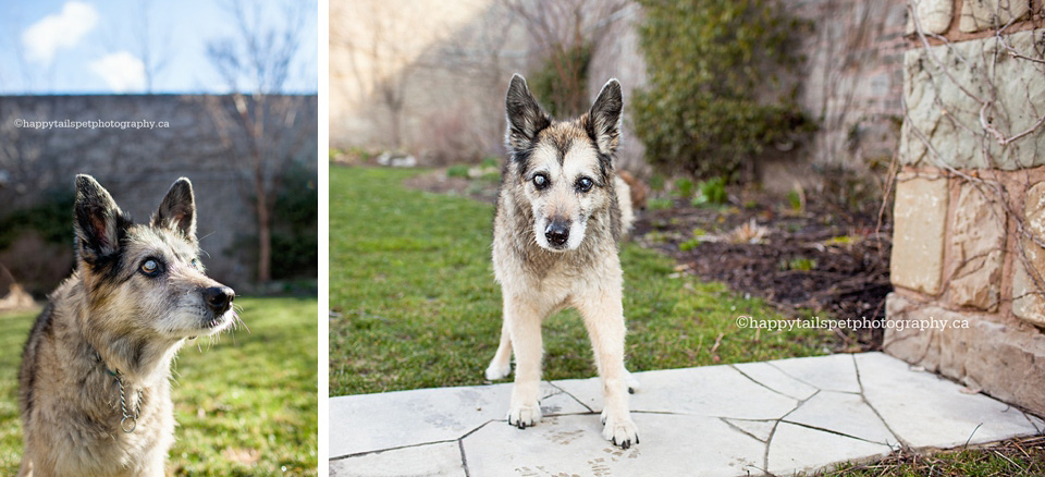 Lifestyle pet photography on-location outside in Ontario photo.