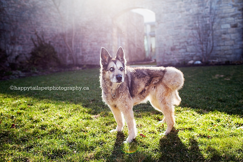 Husky dog in the golden light pet portrait photo.