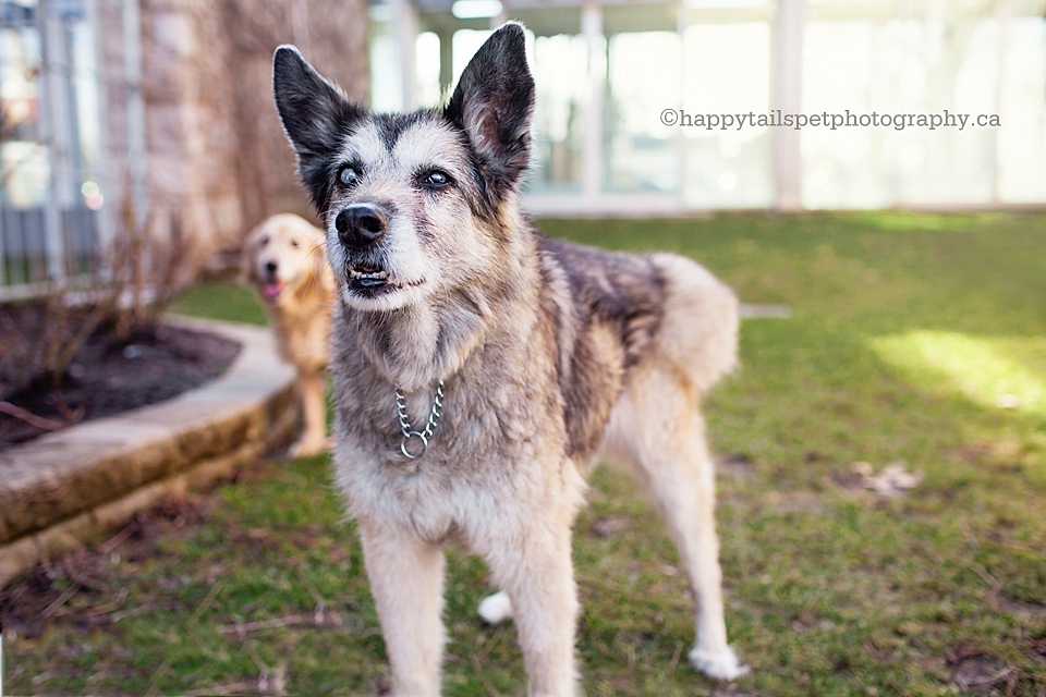 Senior pet portrait of eighteen year old husky Maggie.