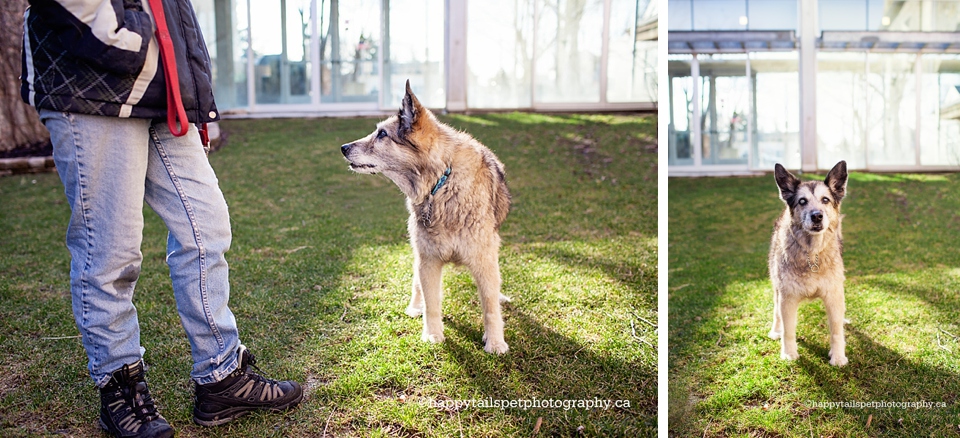 A loyal dog looks to its owner during a pet photography session in Milton.