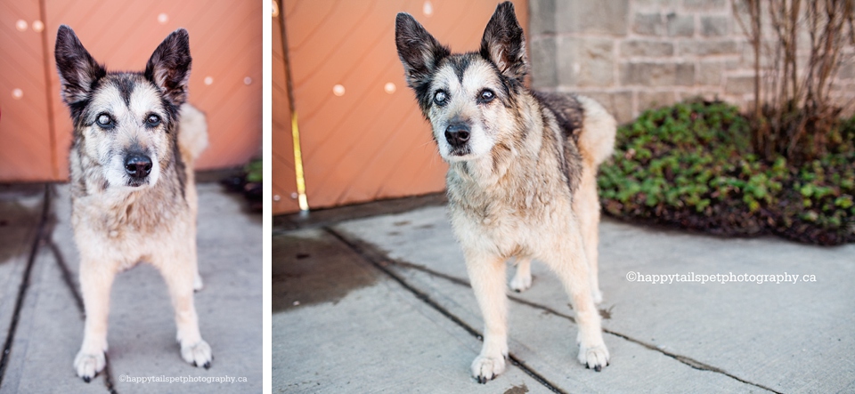 Celebration photography session for senior or ill dogs in southern Ontario photo.