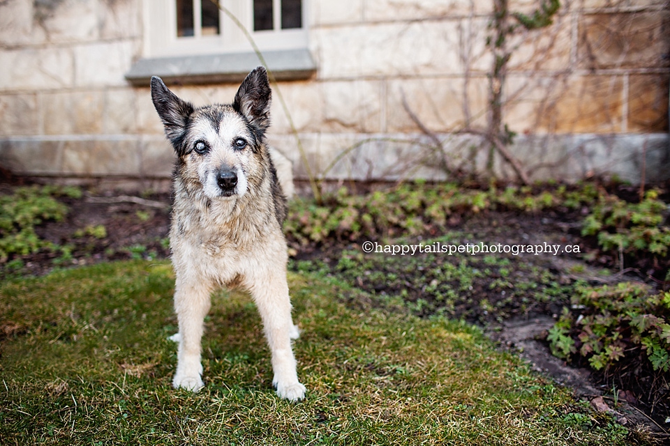 Milton, Ontario dog photographer.