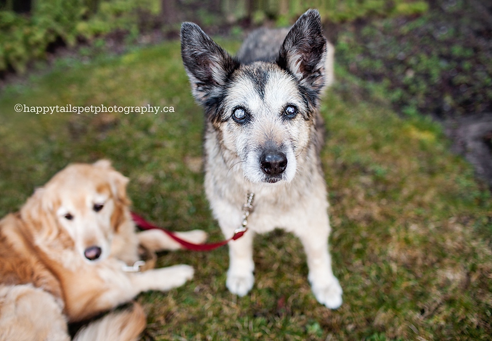 Golden retriever dog and husky dog family sisters photo.