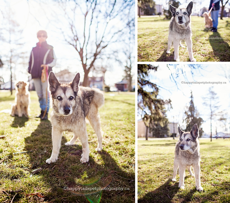 An old dog and a woman in Victoria Park, Milton.