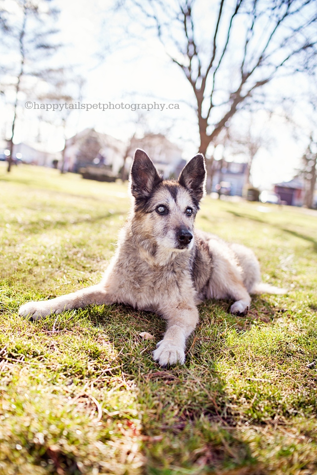 A senior husky dog lays in the grass during summer in Ontario.