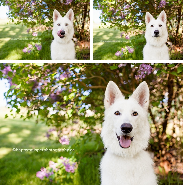 Funny dog faces | Royal Botanical Garden dog photography, Burlington photo.